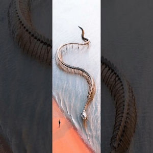 Serpent D’Ocean