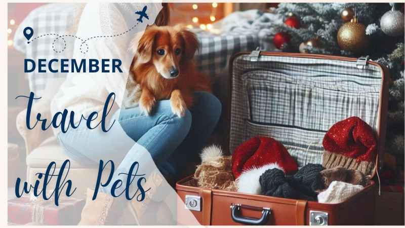 Why Travel with Pets in December